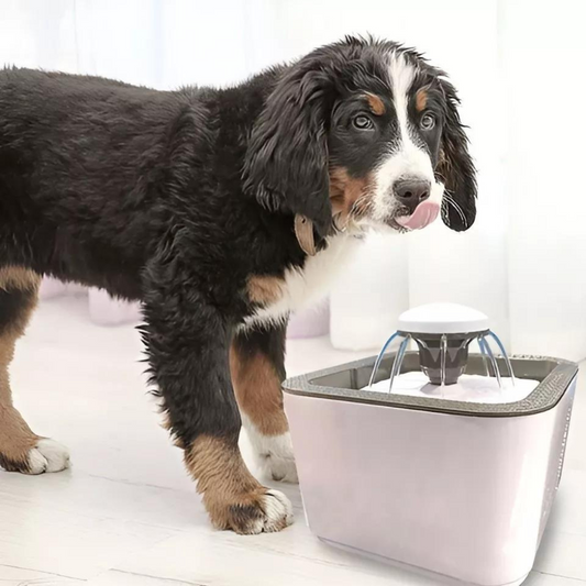 Fuente de agua para mascotas